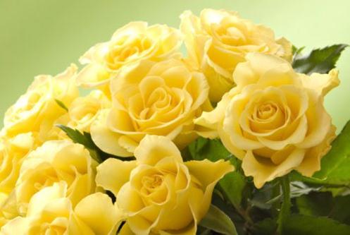 Hoa hồng vàng đẹp nhất thế giới 	